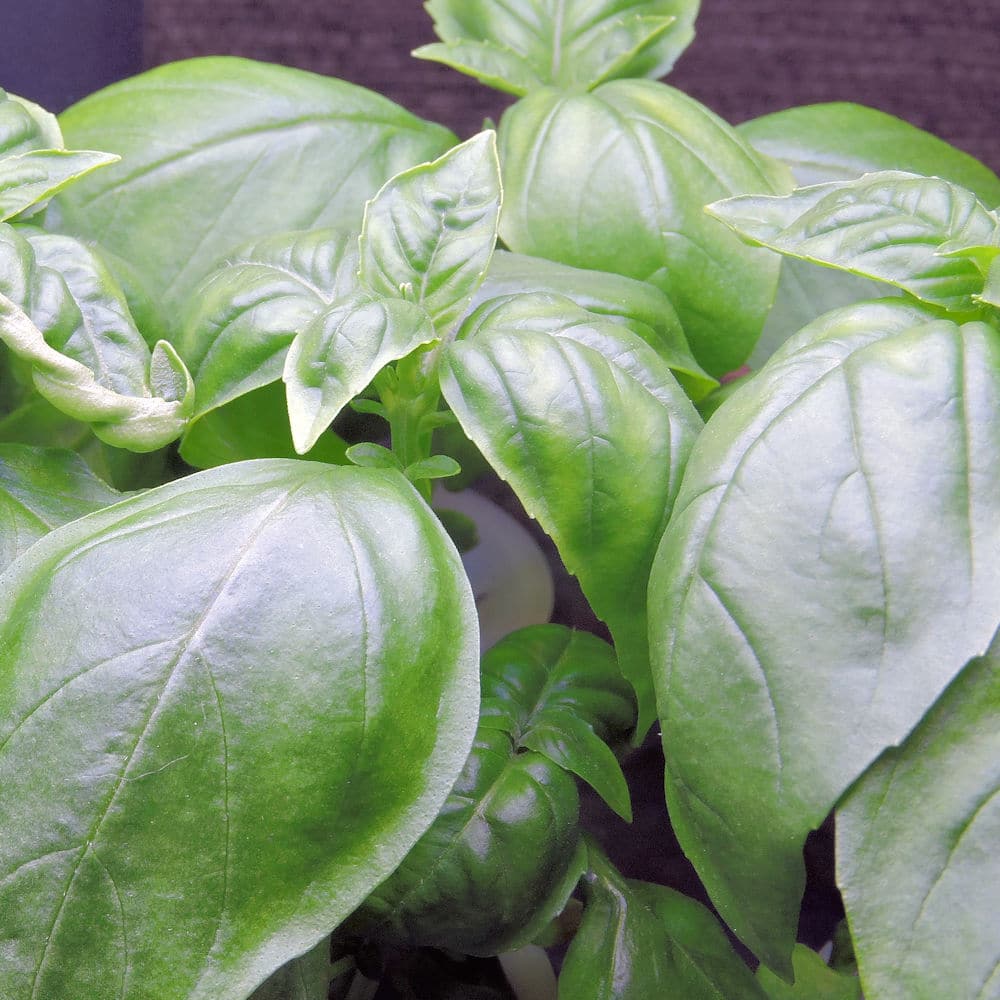 closeup of Genovese basil leaves growing in Aerogarden