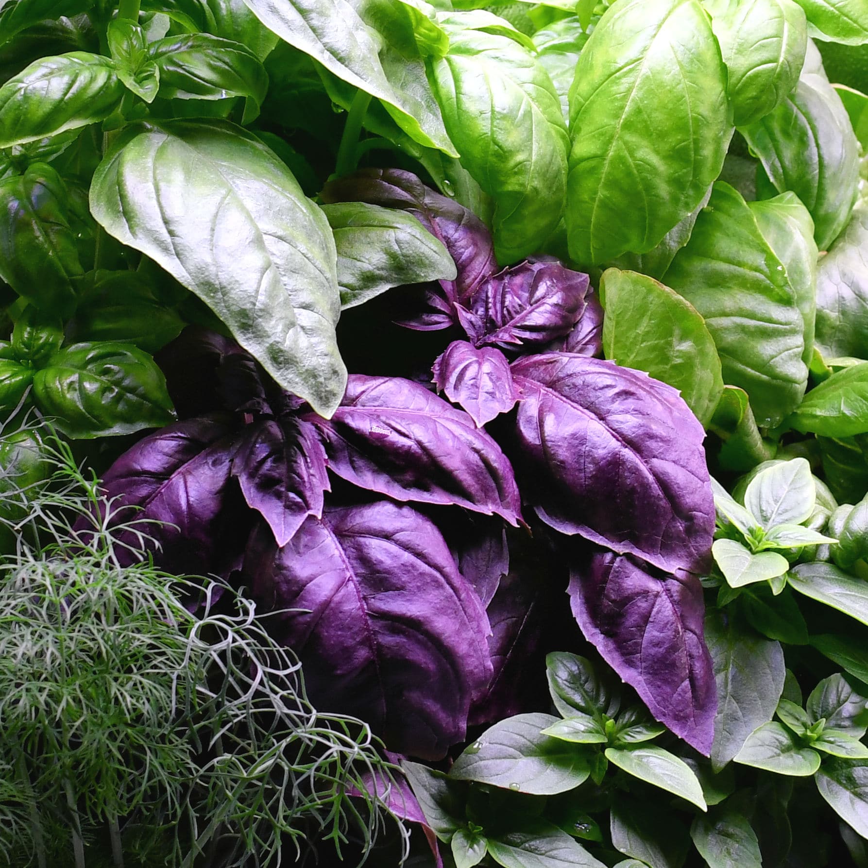 Photo of Kim Guzman Aerogarden with Genovese, Purple Opal and Globe Basil with Dill on the lower left