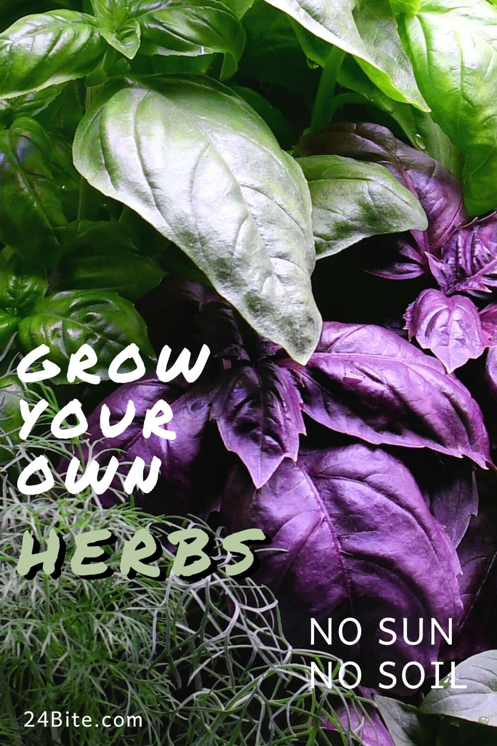 24Bite: Growing Your Own Herbs for Food Photography with Homemade Meat Sauce