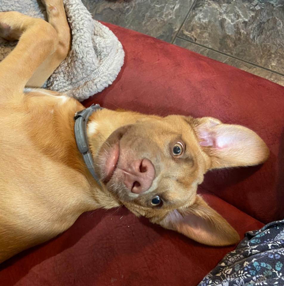 photo of our dog, Pepper, lying on her back with ears up