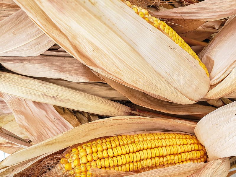 Closeup of dried corn with husks ©Maria Dryfhout via 123rf.com