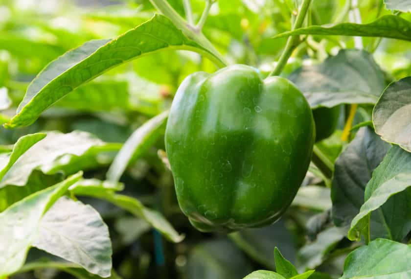 bell pepper plant with pepper ready to harvest © boonsom via 123rf.com