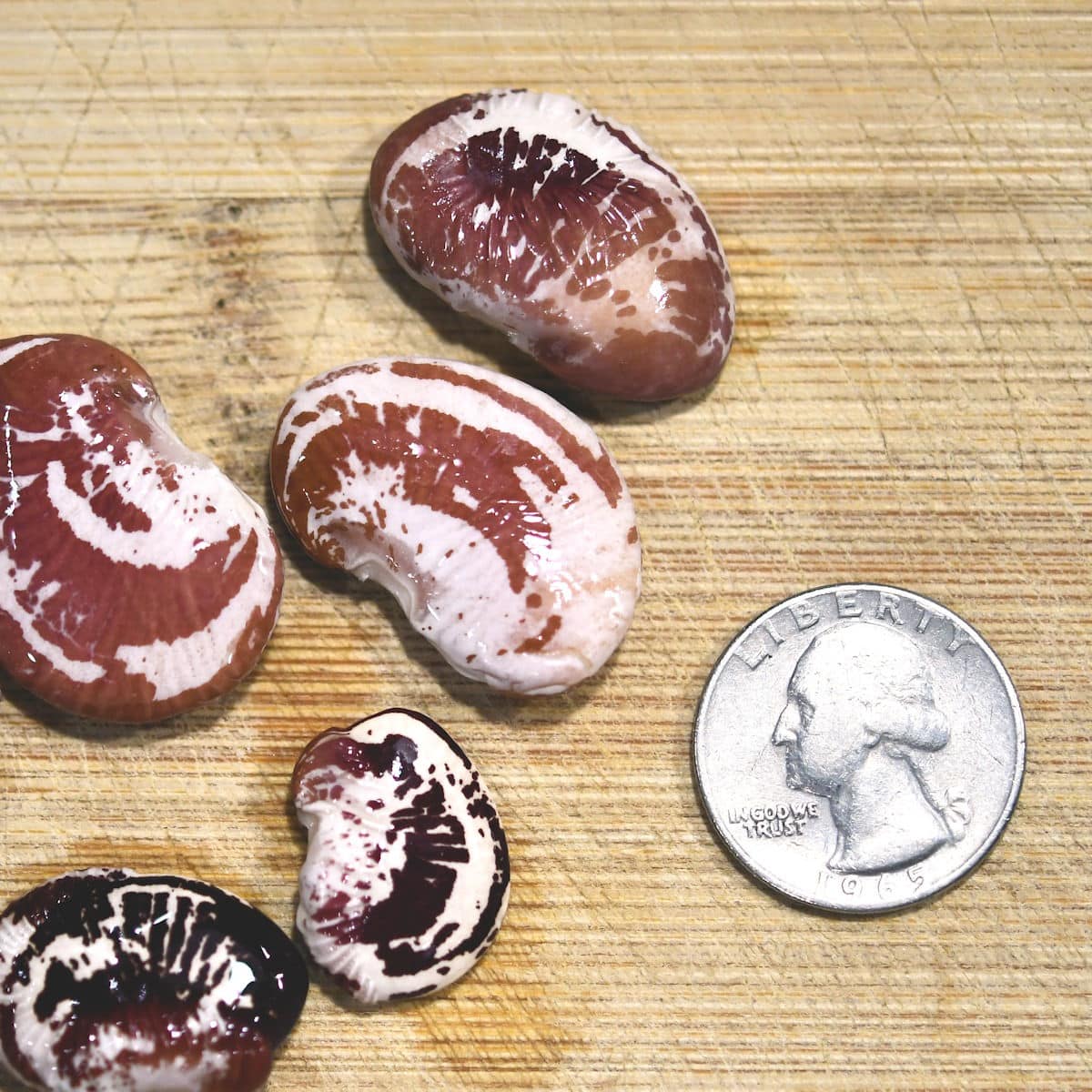 lima beans on a cutting board with a quarter to show size