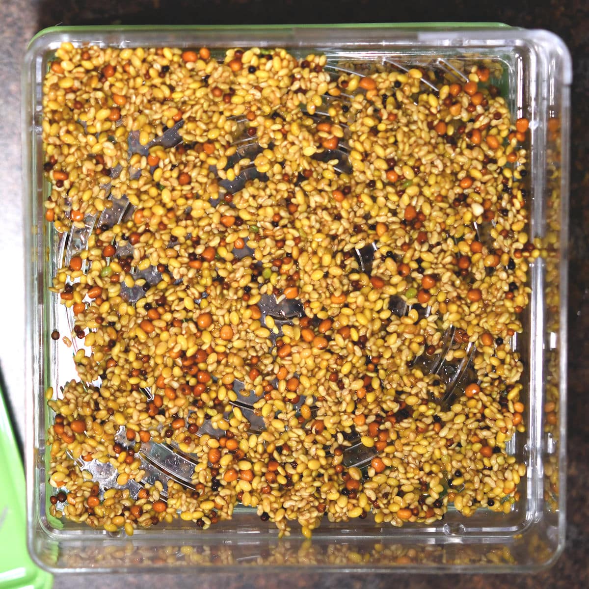 alfalfa seeds lining a sprouting tray