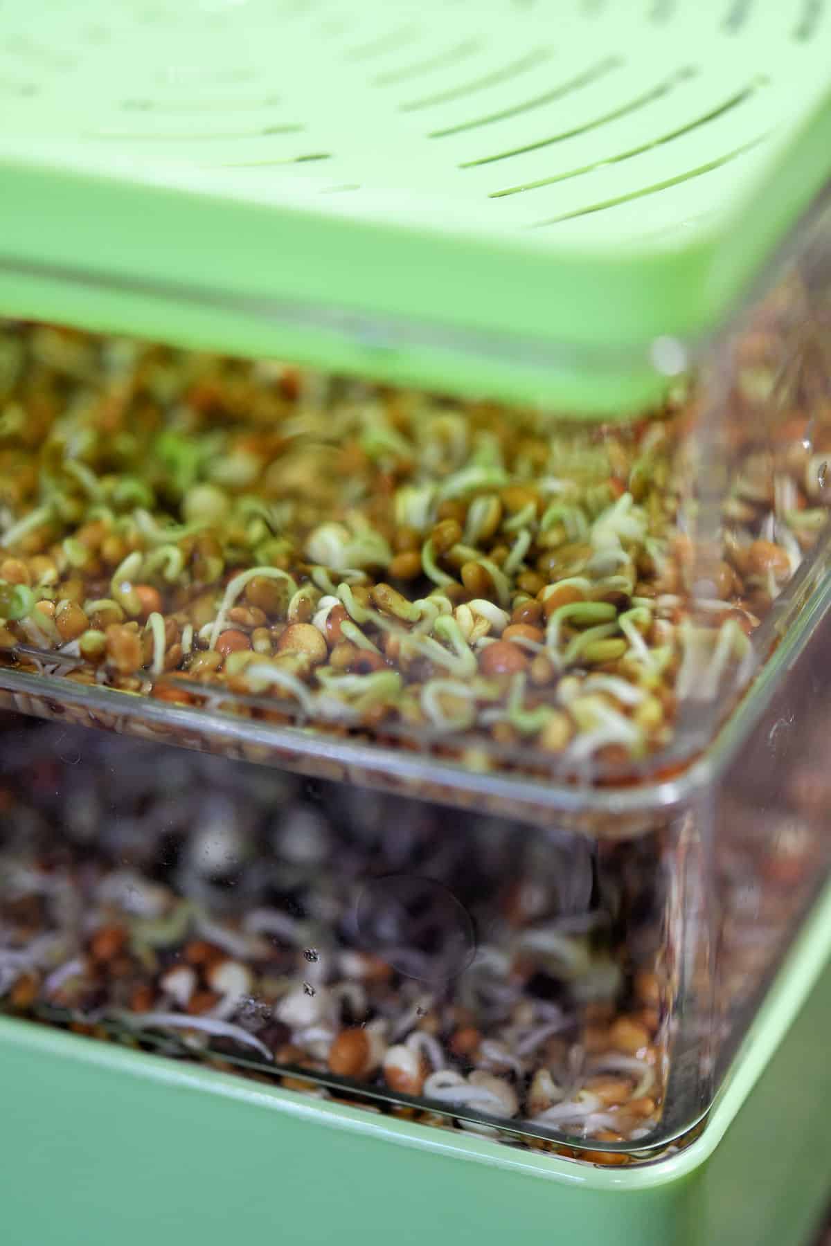 alfalfa seeds in a sprouting tray, starting to germinate