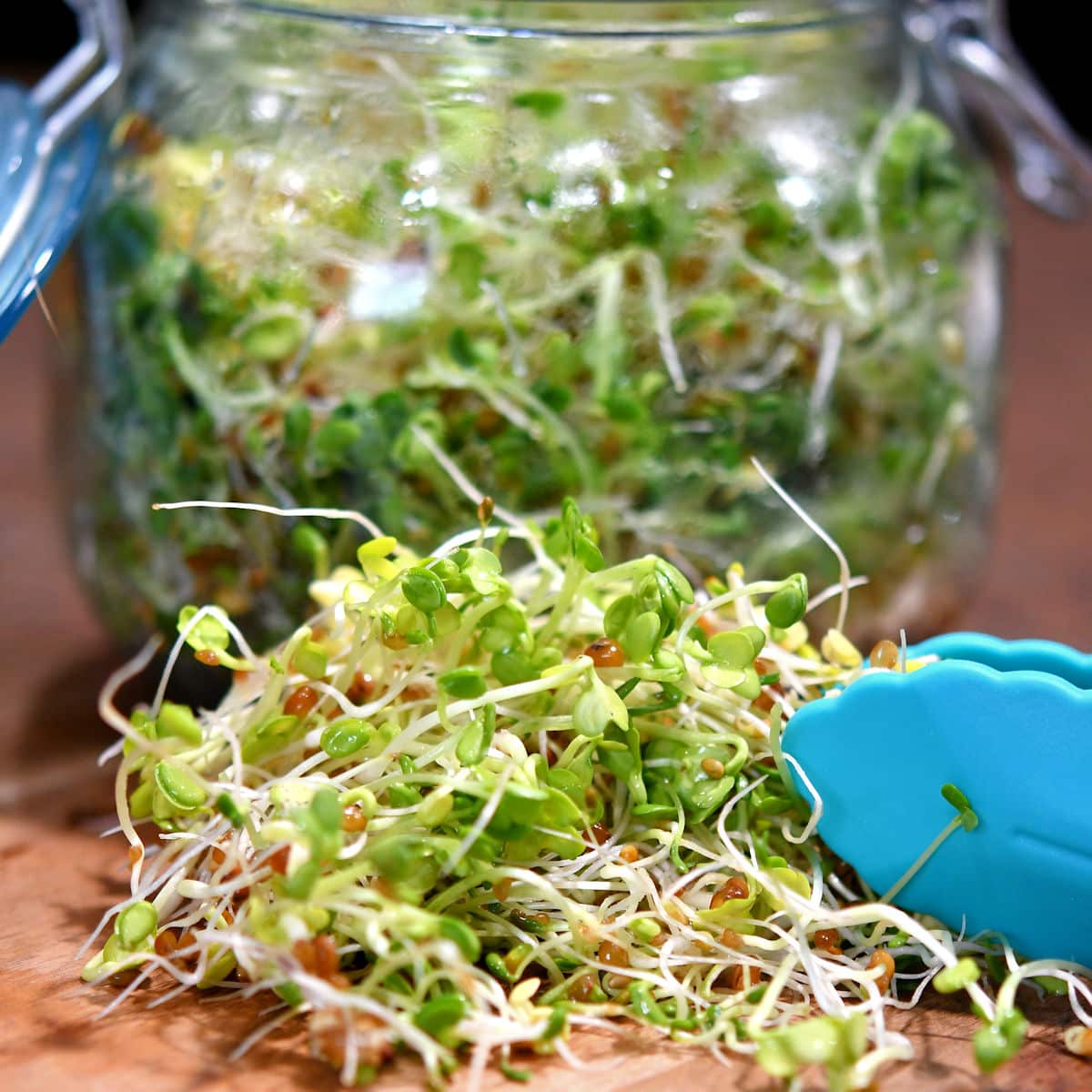24Bite: Grow Your Own Alfalfa Sprouts Microgreens by Christian Guzman