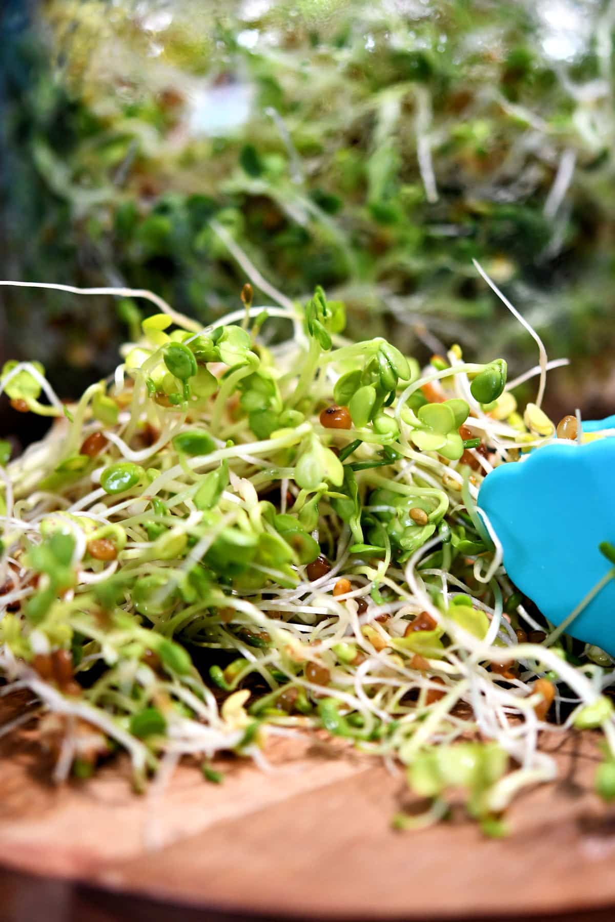 sprouts microgreens harvested and ready to clean for storage